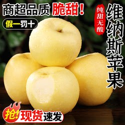 维纳斯黄金苹果10斤新鲜水果当季正宗山东黄胖子奶油甜丑苹果整箱