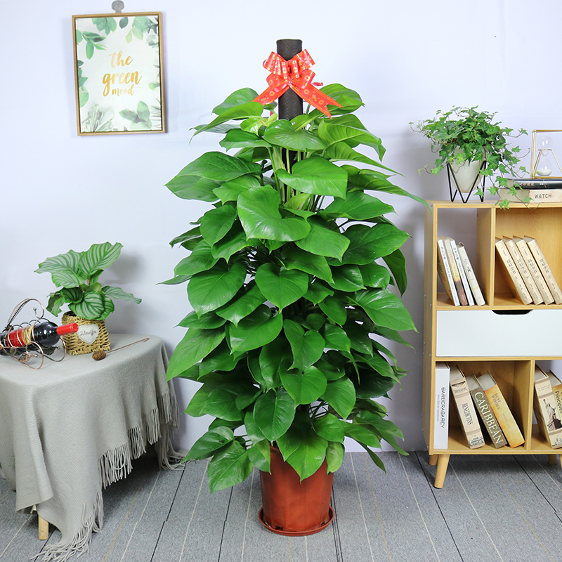 绿萝柱盆栽大型植物客厅室内办公室吸甲醛净化空气大叶绿萝柱绿植