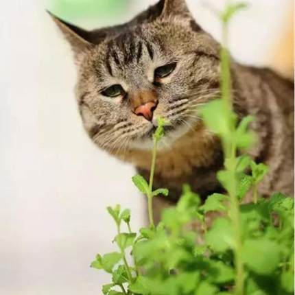 猫博荷盆栽绿植猫草苗新鲜食用薄荷叶四季香草苗观赏芳香驱蚊水培