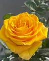 苏格兰黄油玫瑰花月季花苗特大切花盆栽四季灌木庭院阳台花卉植物
