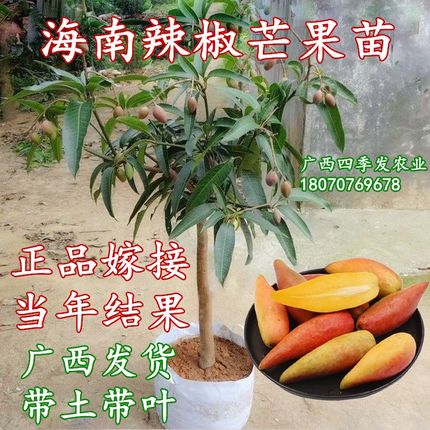 海南辣椒芒果苗薄核芒果树苗蜜甜品种南北方庭院种植盆栽四季绿色