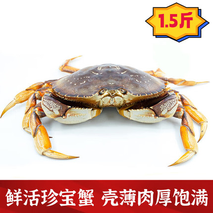 重庆现货珍宝蟹鲜活面包蟹特大超大螃蟹海鲜水产进口新黄金蟹公母