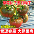 农博粉1688草莓番茄种子粉果绿果肩西红柿铁皮柿子酸甜大番茄种籽