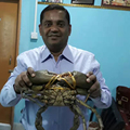 孟加拉缅甸野生青蟹肉螃蟹(8两每只公蟹)黑海蟹鲜活铁泥波格力蟹