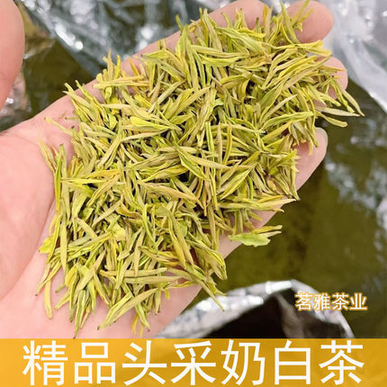 安吉高山黄金芽奶白茶2024年新茶明前特级黄金芽茶叶散装250g绿茶