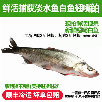 淡水鱼自然捕获新鲜活水产现杀翘嘴鲌翘嘴鱼白鱼大白刁撅嘴鱼1斤