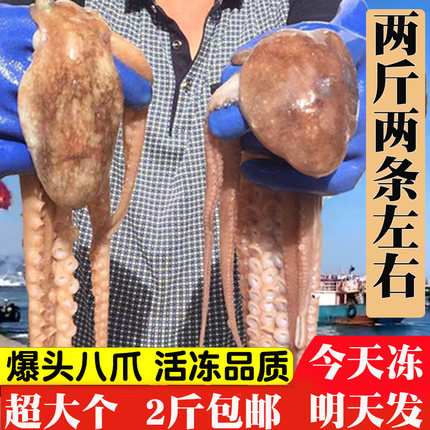 网红大长腿爆头八爪鱼鲜活海鲜水产有墨有大米超大整只小章鱼冷冻
