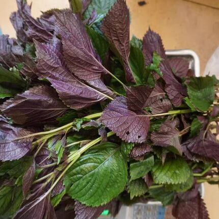 食用紫苏种子马齿笕籽荆芥菜种籽荆芥苗盆栽绿苏大叶荆芥籽野荠菜