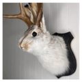 鄂伦春族鹿角兔墙饰狍角帽鹿头壁挂架假兔毛茸茸动物标本帽子架