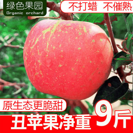 高山红富士丑苹果净重9斤新鲜水果山西运城脆甜大平果非冰糖心