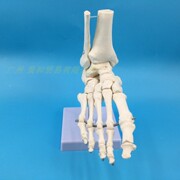 脚关节 踝关节模型足骨模型人体脚骨足模型 骨骼 教学医学 可活动