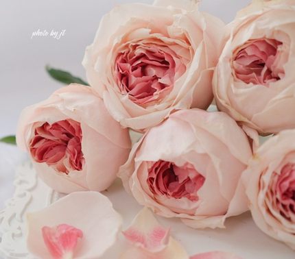 樱花公主 新品粉色包子花园玫瑰花苗盆栽阳台月季花卉