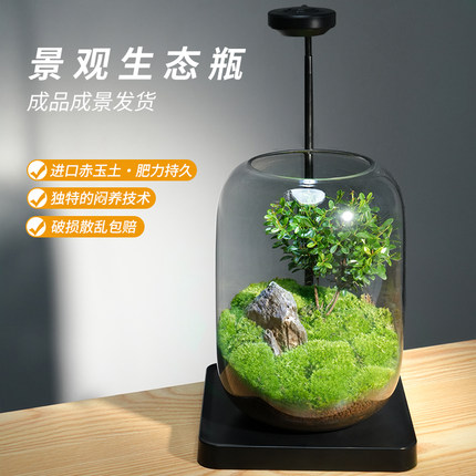 桌面植物微景观玻璃生态瓶苔藓成品好养创意绿植室内装饰摆件盆景