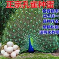 蓝白花孔雀蛋受精蛋种蛋可孵化苗一对公母家养陪伴宠物活体观赏鸟