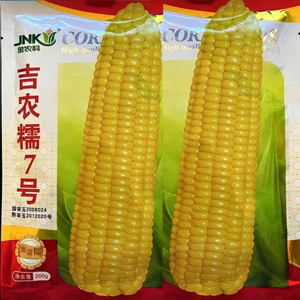 吉农糯7号黄糯玉米种籽子高产早熟特大棒国审黄甜糯玉米种子籽孑