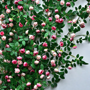 仿真玫瑰花假花空调管道装饰花藤条遮挡塑料藤蔓植物摆设吊顶墙面