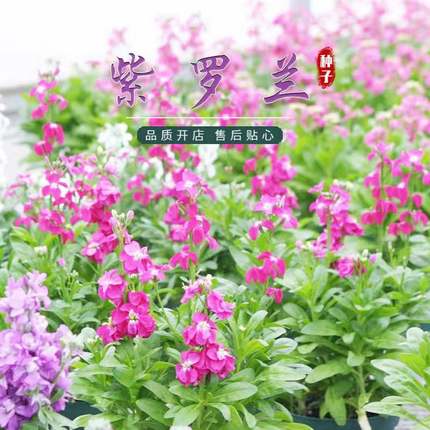 紫罗兰花种子四季开花重瓣多色多花室内外阳台盆栽观赏花卉种籽苗
