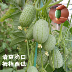 迷你拇指西瓜种子荷兰引进小西瓜种籽四季阳台盆栽水果小黄瓜种孑