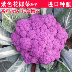 紫色花椰菜种子荷兰进口紫花菜种籽菜花高端特色蔬菜种孑四季种植