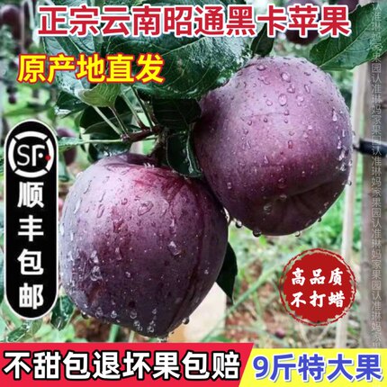 【顺丰包邮】云南昭通黑卡苹果黑钻苹果10斤黑色纯甜当季新鲜水果