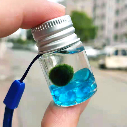 幸福海藻球微景观球藻marimo生态瓶马里莫随身瓶diy水培迷你植物