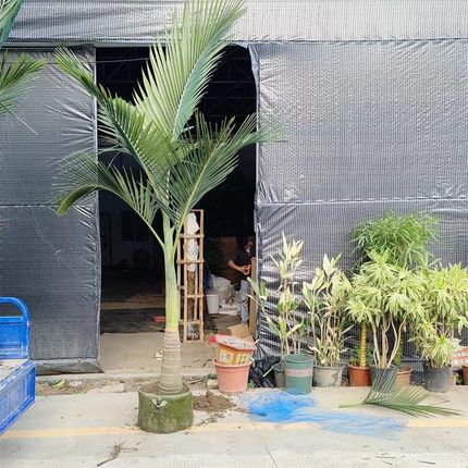 急速发货假槟榔树又名亚力山大椰子大型绿植棕榈科观叶室内外吸甲