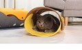 猫隧道羊毛毡猫咪通道迷宫滚地龙折叠爬I钻洞猫抓板窝宠物DIY玩具