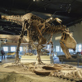 化石标本+恐龙